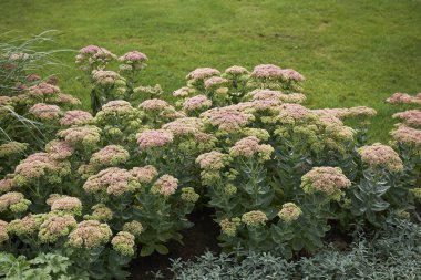 Sedum telephium çiçek açtı