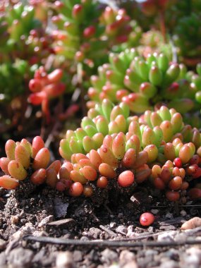  Sedum Rubrotinctum 'un çok renkli yaprakları