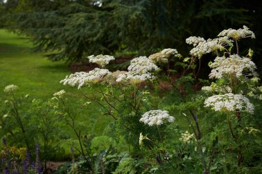 Selinyum wallichianum beyaz cilt bakımı
