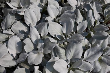 silvery foliage of Senecio candicans Angel Wings plants clipart
