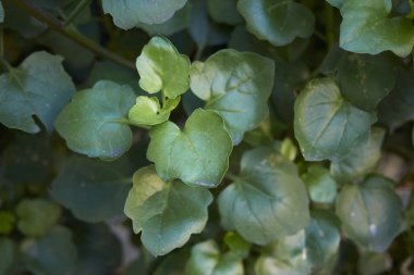 Senecio angulatus taze yapraklar