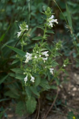 Stachys Annua bitkisinin beyaz cilvesi