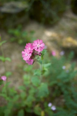 Silene dioica bitkisinin pembe cilt rengi