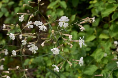 Çiçek açmış Silene italica