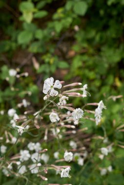 Çiçek açmış Silene italica