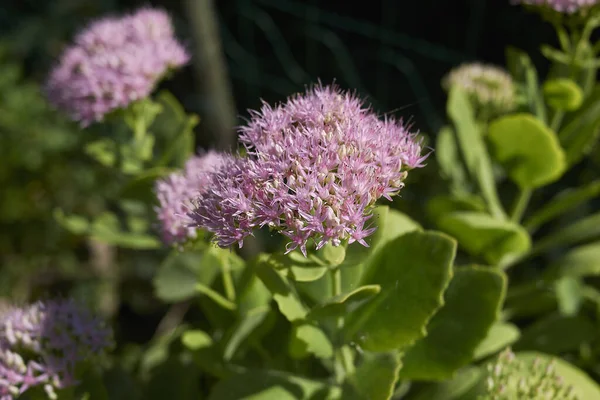 Sedum telephium çiçek açtı