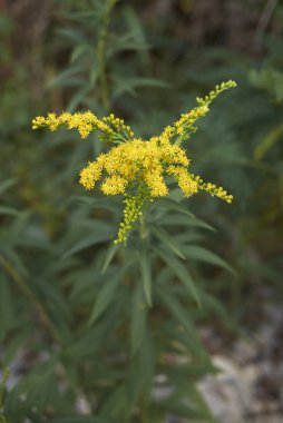 Solidago dev çay sarı cilt bakımı