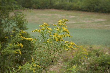 Solidago dev çay sarı cilt bakımı
