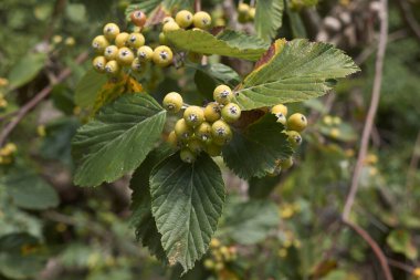 Yazın Sorbus arya ağacının olgunlaşmamış meyvesi