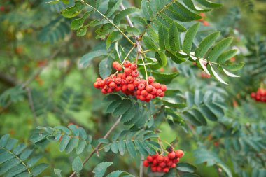 Sorbus aucuparia ağacının kırmızı meyvesi