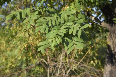 Sorbus evcil ağacının taze yaprakları.