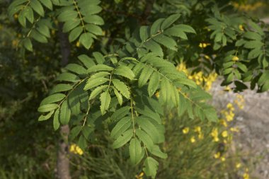 Sorbus evcil ağacının taze yaprakları.