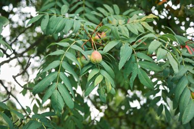Sorbus Evcil Ağacı 'nın meyveli dalı