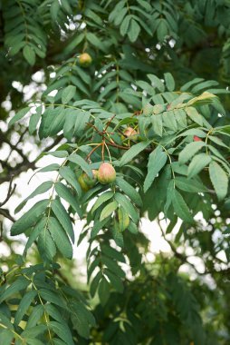 branch with fruit of Sorbus domestica tree clipart