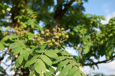 Sorbus Evcil Ağacı 'nın meyveli dalı