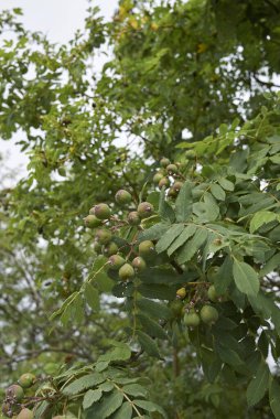 Sorbus Evcil Ağacı 'nın meyveli dalı