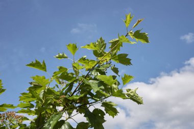 Sorbus torminalis ağacının taze yaprakları