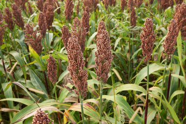 Sorghum bicolor tarım alanı