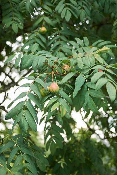 Branch Fruit Sorbus Domestica Tree — Stock Photo, Image