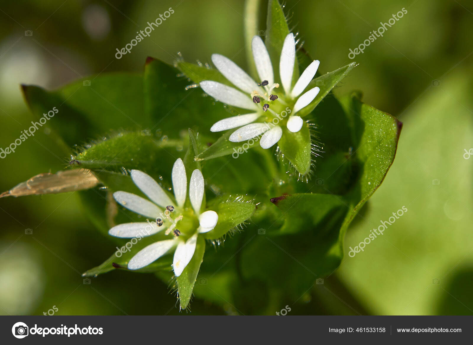 Piccoli Fiori Bianchi Della Stellaria Media Plant Foto Stock Foto Immagini C Simonapavan 461533158 Depositphotos
