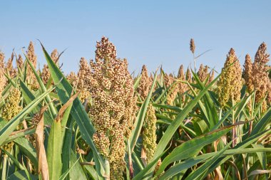 Sorghum iki renkli tarımsal alan