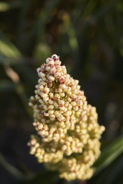 Sorghum iki renkli tarımsal alan