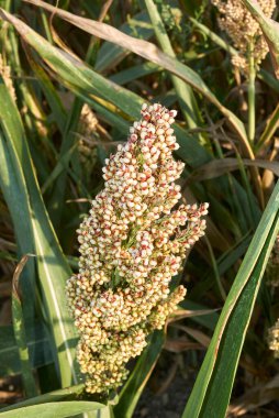 Sorghum iki renkli tarımsal alan