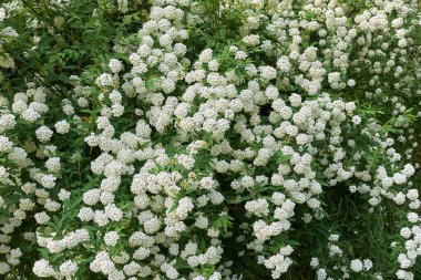 Beyaz Spiraea çiçekleri çalılık.