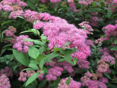 Spiraea japonica çalılığının pembe rengi.
