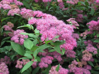 pink inflorescence of Spiraea japonica shrub clipart
