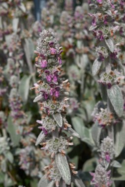 Stachys Bizans bitkisinin gümüş yaprakları.