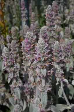 Stachys Bizans bitkisinin gümüş yaprakları.