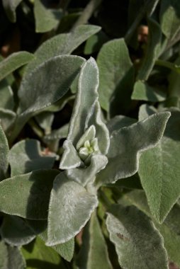 Stachys Bizans bitkisinin gümüş yaprakları.