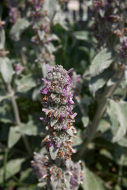 Stachys Bizans bitkisinin gümüş yaprakları.