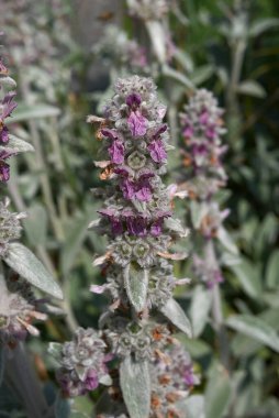 Stachys Bizans bitkisinin gümüş yaprakları.