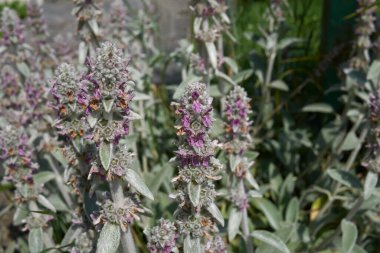 Stachys Bizans bitkisinin gümüş yaprakları.