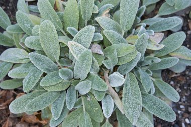 hairy leaves of Stachys byzantina plant clipart