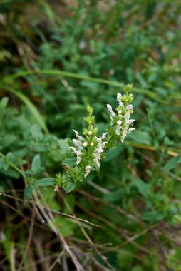 Taze yapraklar ve Stachys Recta bitkisinin beyaz cilvesi 