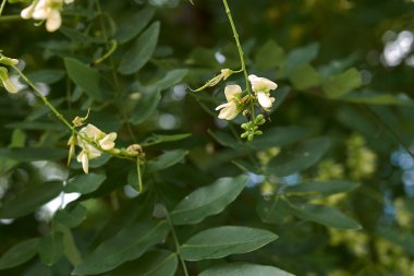 Styphnolobium japonicum ağacının beyaz çiçeği