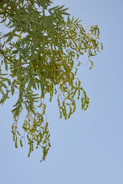 Styphnolobium japonicum ağacının taze meyvesi.