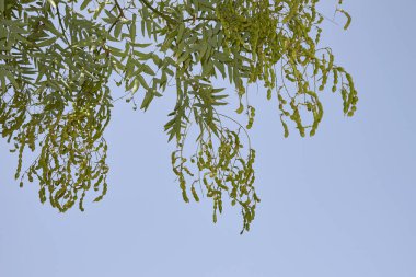 Styphnolobium japonicum ağacının taze meyvesi.