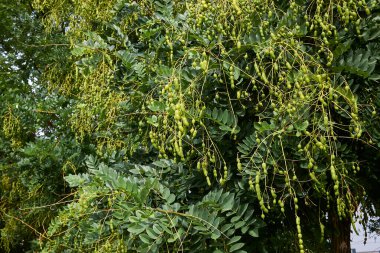 Styphnolobium japonicum ağacına yakın taze meyve.