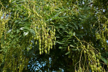 Styphnolobium japonicum ağacına yakın taze meyve.
