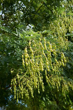 Styphnolobium japonicum ağacına yakın taze meyve.