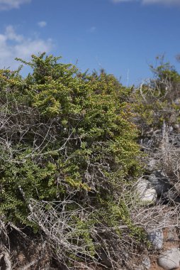 Suaeda vera çalılarının sulu yaprakları 
