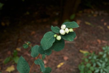 Symphoricarpos albus çalılarının beyaz meyveleri