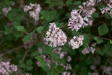 Şırınganın leylak renginde mikro fitil çalısı.