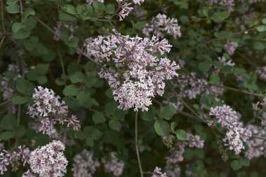 Şırınganın leylak renginde mikro fitil çalısı.