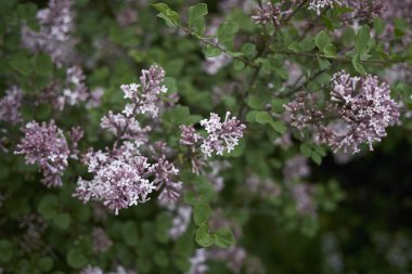 Şırınganın leylak renginde mikro fitil çalısı.