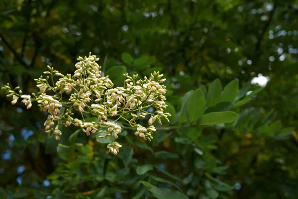 Styphnolobium japonicum ağacının beyaz çiçeği